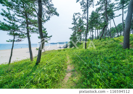 「青森縣」陸奧海風步道 大須賀海岸風景/八戶市 116594512