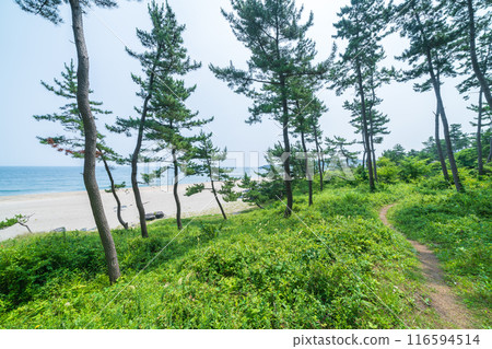 「青森縣」陸奧海風步道 大須賀海岸風景/八戶市 116594514