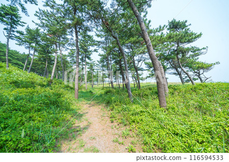 「青森縣」陸奧海風步道 大須賀海岸風景/八戶市 116594533