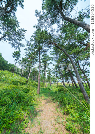 "Aomori Prefecture" Michinoku Sea Breeze Trail Osuka Coast Scenery, Hachinohe City 116594536