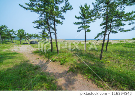 「青森縣」陸奧海風步道 大須賀海岸風景/八戶市 116594543