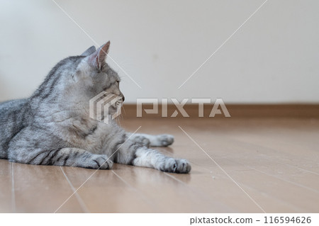 Cat lying on the floor, brown tabby cat 116594626