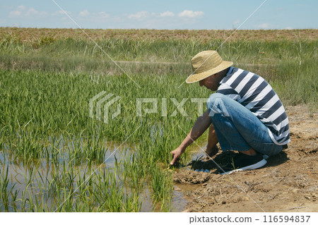 man squatted in a rice field in the Ebro Delta 116594837