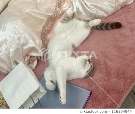 A Siamese tabby cat sleeping in a defenseless position 116594944