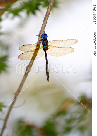 馬丁燕馬 116594961