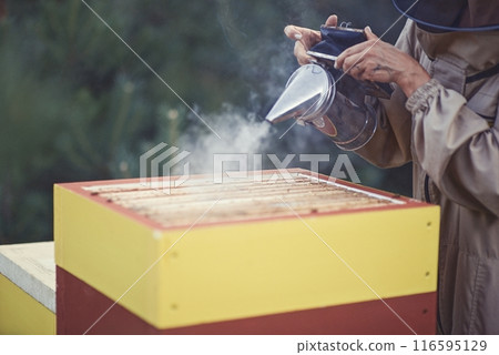 Beekeeper is working with bees and beehives on the apiary. 116595129