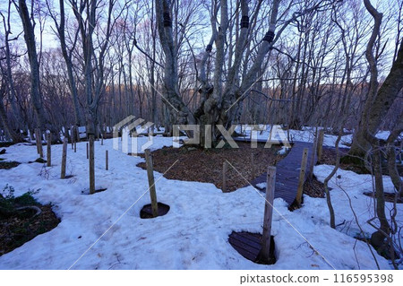 冬天的鳥海中島台 Agariko Daio 116595398