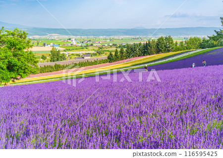 [Hokkaido] Farm Tomita's lavender fields 116595425