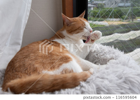 Grooming cat Brown tiger white Grooming cat Brown tiger white 116595604