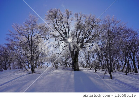 Winter forest and sun on Mt. Chokai Winter forest and sun on Mt. Chokai 116596119