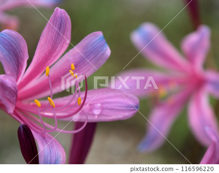 9 月盛開的甘草 (Lycoris springeri) 花 9 月盛開的甘草 (Lycoris springeri) 花 116596220