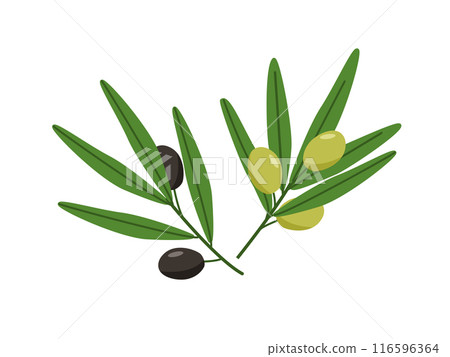 Olive branch with green and black berries. Vector illustration of a cartoon drawing of olive tree fruits. 116596364