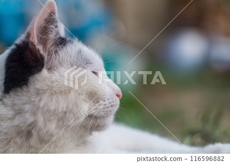 Close-up face of black and white cat looking to right, closing eyes in the distance, and lying calmly on the ground among the grass in garden. The concept of finding peace in midst of worldly vanity Close-up face of black and white cat looking to right, closing eyes in the distance, and lying calmly on the ground among the grass in garden. The concept of finding peace in midst of worldly vanity 116596882