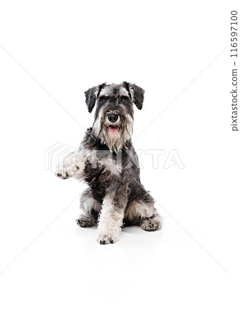 Adorable Schnauzer lifts its paw in friendly gesture, against white studio background, shows its intelligence and playful nature. Adorable Schnauzer lifts its paw in friendly gesture, against white studio background, shows its intelligence and playful nature. 116597100