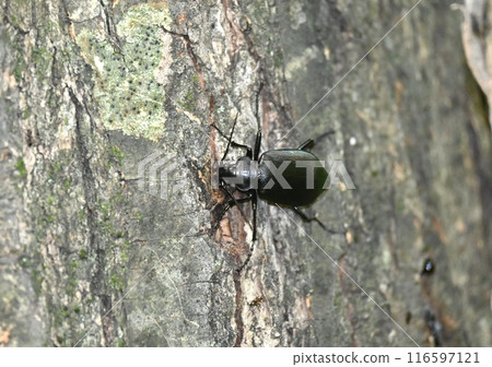 綠色步甲蟲 綠色步甲蟲 116597121