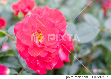 玫瑰（初紅） 116597454