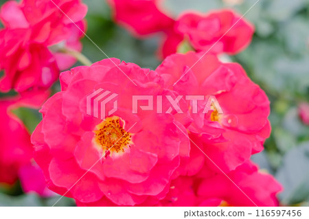 Rose (First Blush) Rose (First Blush) 116597456