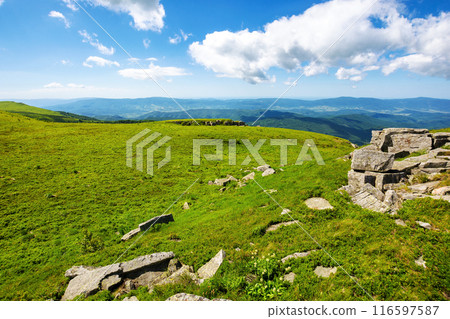 alpine scenery of transcarpathia in summer. green highlands of ukraine. scenery of mount smooth. sunny day. landscape of carpathian mountains 116597587