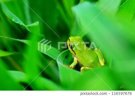 Two-handed frog Two-handed frog 116597676