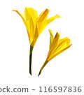Lemon lily flowers in low poly style 116597836