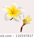 Frangipani flowers in low poly style 116597837