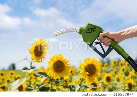 Hand with biofuel refueling nozzle on a background of sunflower field Hand with biofuel refueling nozzle on a background of sunflower field 116597974
