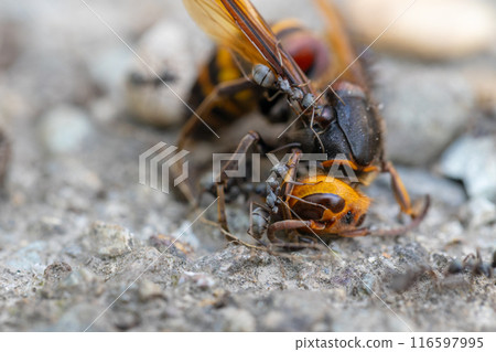 A dead hornet and swarms of ants A dead hornet and swarms of ants 116597995