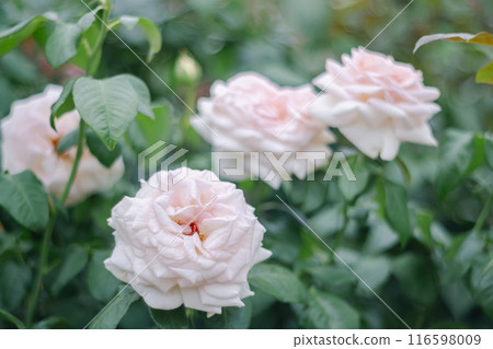 玫瑰(我的花園) 玫瑰(我的花園) 116598009