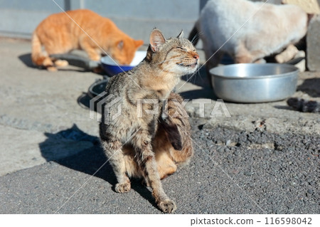 [香川縣] 住在貓島（狹柳島）的野貓 116598042