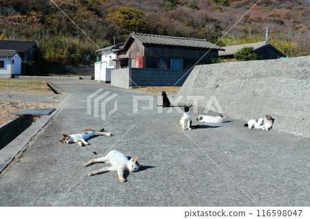 [Kagawa Prefecture] Wild cats living on the cat island (Sanagishima) 116598047