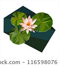 Nymphaea, low poly style 116598076