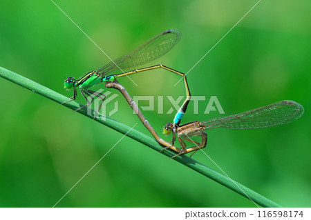 Mating of Ao montitonbo 116598174