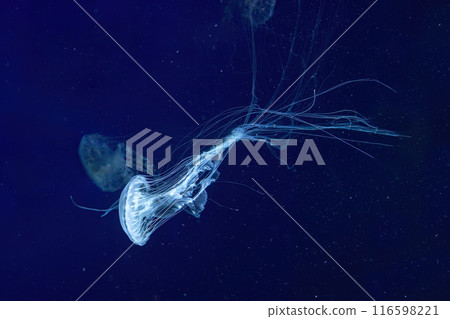 Group of Atlantic sea nettle jellyfish swims in illuminated aquarium with blue neon lighting 116598221