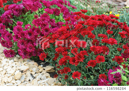 Fresh bright red and pink chrysanthemums bushes closr up, in row in autumn garden, flowerbed 116598284