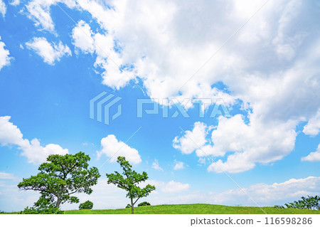 Summer blue sky and meadow 116598286