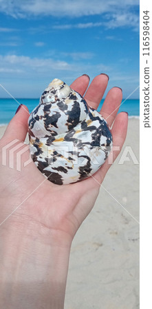 A Caribbean shell cigua lies on a woman's hand against the background of the ocean and the blue sky. 116598404