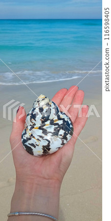 A Caribbean shell lies on a woman's hand against the background of the ocean and the blue sky. Vertical orientation. 116598405