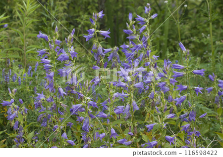 Campanula latifolia, (giant bellflower) flowers in a grass, close up shot, 116598422