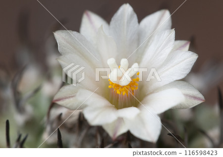 Flowering cactus Turbinicarpus macrochele, macro shot Flowering cactus Turbinicarpus macrochele, macro shot 116598423