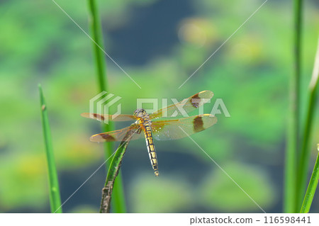 在江邊的蜻蜓 116598441