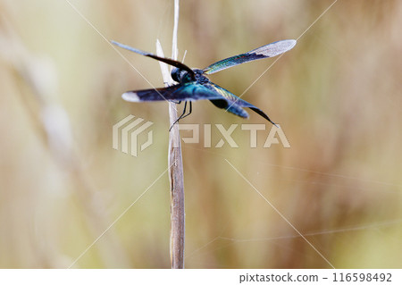 藍紫翅膀蝴蝶蜻蜓 藍紫翅膀蝴蝶蜻蜓 116598492