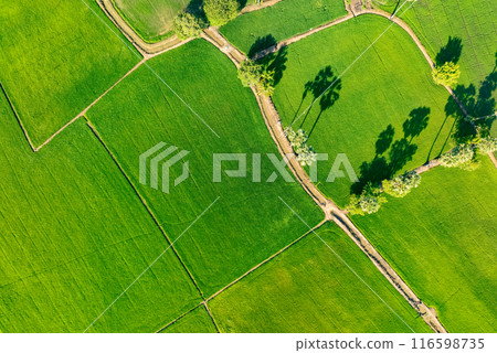 Aerial view of lush green rice field with small winding canal. Sustainable agriculture landscape. Sustainable rice farming. Rice cultivation. Green landscape. Organic farming. Sustainable land use. 116598735