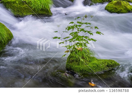青森縣十和田市石角之莊夏季的奧入瀨溪流 116598788