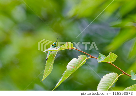 Buprestidae beetle resting on a leaf 116598878