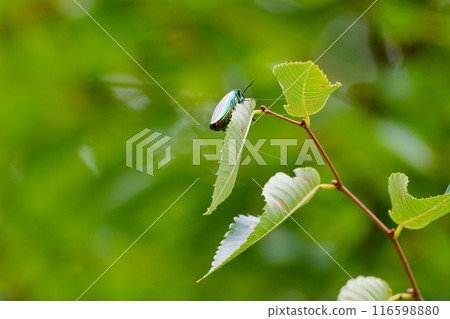 棲息在葉子上的寶石甲蟲 棲息在葉子上的寶石甲蟲 116598880