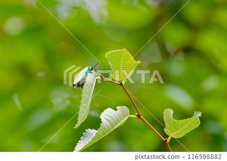 Buprestidae beetle resting on a leaf 116598882
