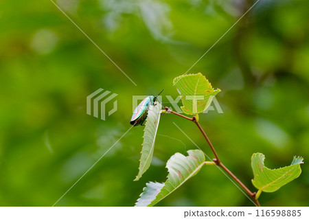 Buprestidae beetle resting on a leaf 116598885