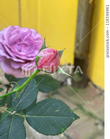 Light violet rose high resolution Light violet rose high resolution 116598961