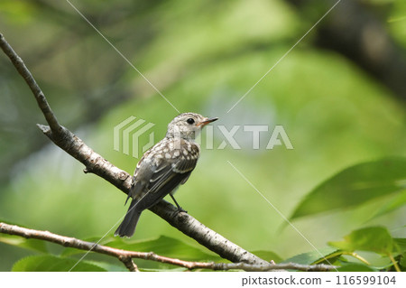 Kosametepataki 116599104