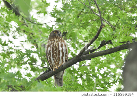 青葉 青葉 116599194